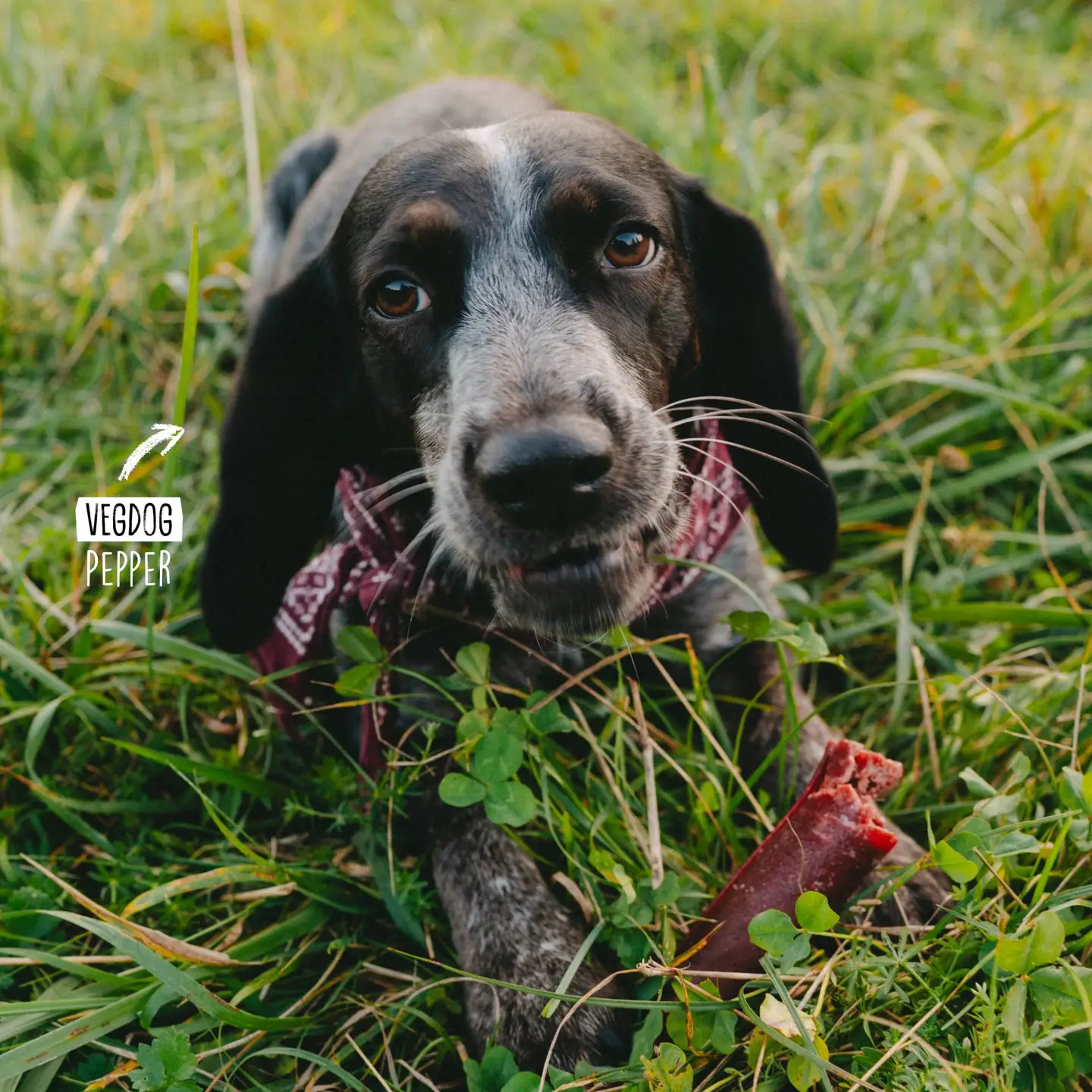 VegDog Chevvies XL - Imagem 4